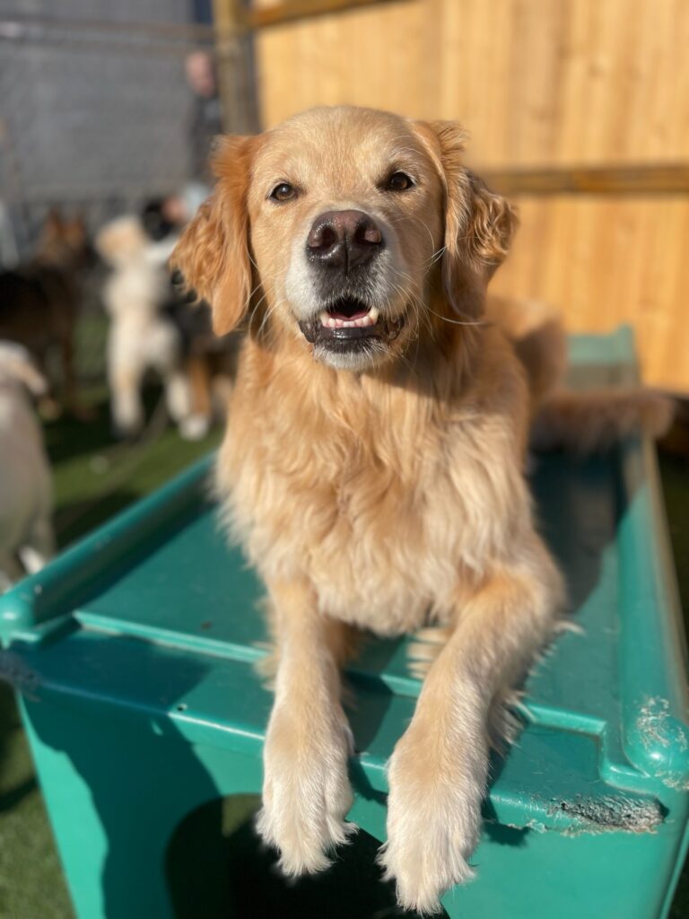 dog boarding in buffalo ny