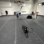 dog training in buffalo ny