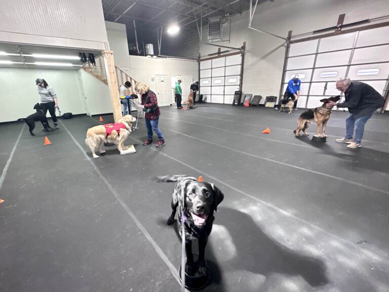 Dogs at dog training