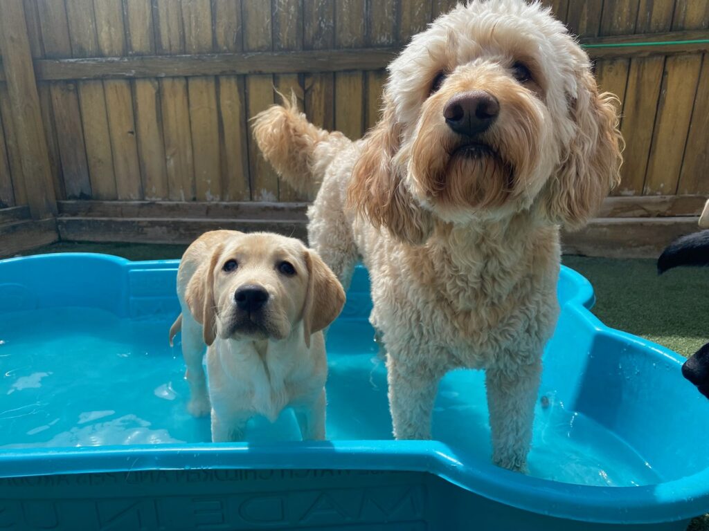 Dogs at dog daycare at Fetch N' Catch
