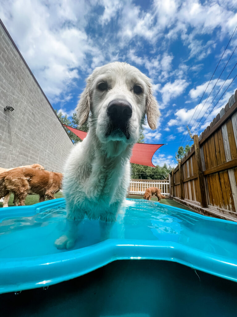 dog grooming buffalo ny