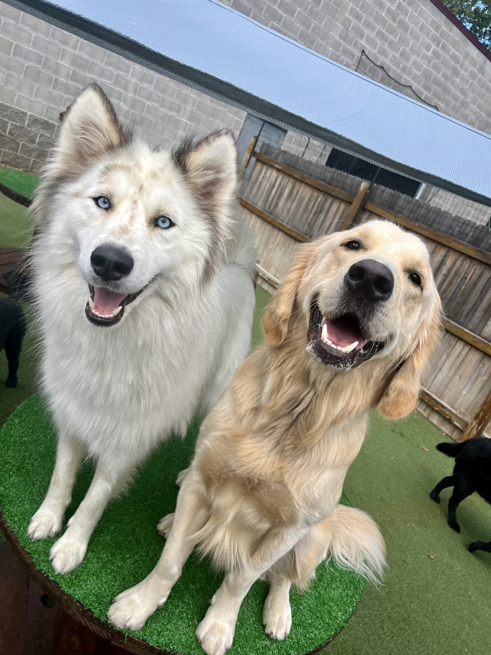 Happy dogs at Fetch N' Catch dog daycare in Buffalo NY