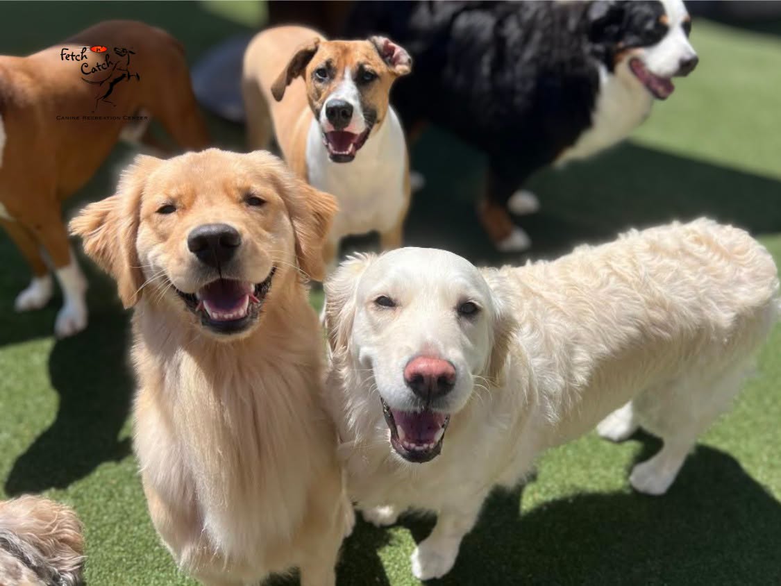 How Dog Daycare Helps Reduce Destructive Behavior at Home