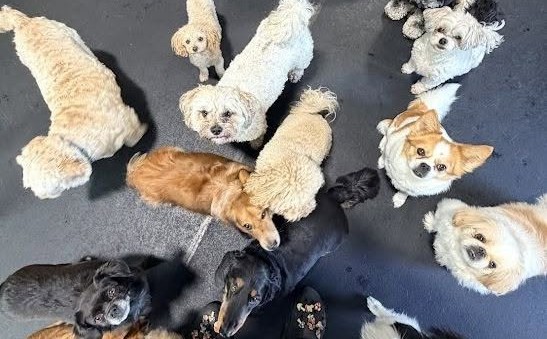 How We Keep Dogs Safe During Group Play at Daycare