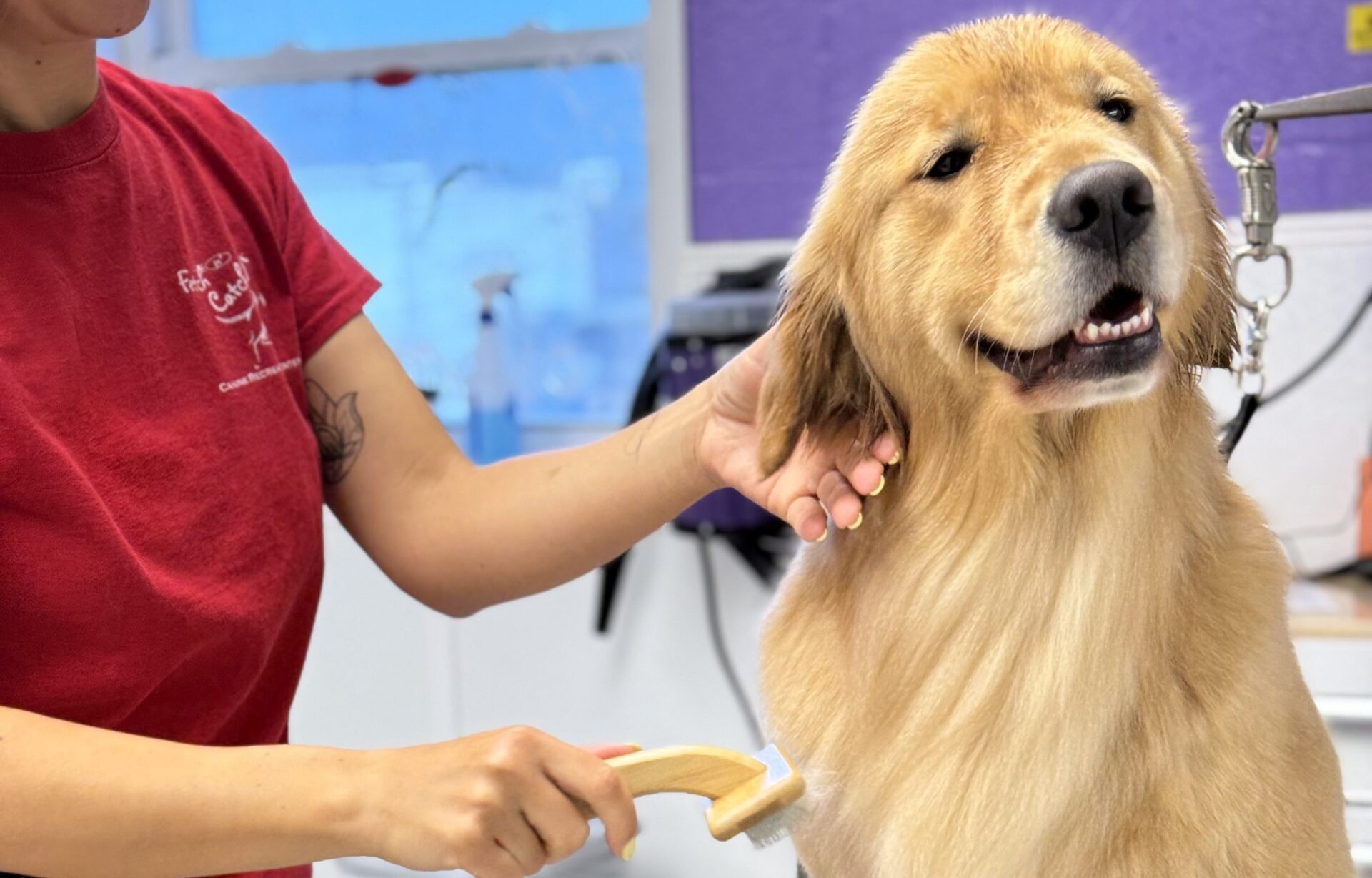 Regular Grooming Supports Dog Health and Behavior